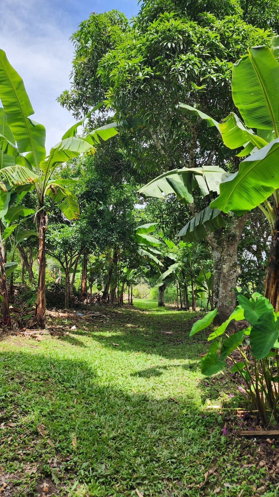 Edible Landscaping
