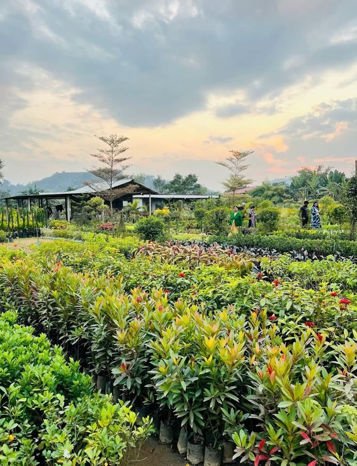 Nursery & Plant Supply
